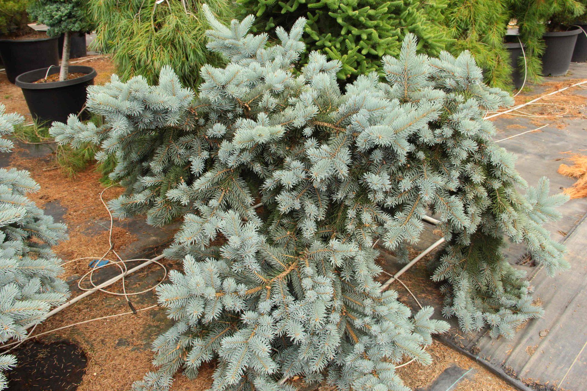Picea Pungens 'procumbens' - View 33 from www redcrocus com