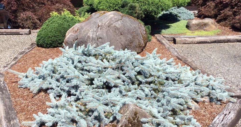 Picea Pungens 'procumbens' - View 34 from www redcrocus com