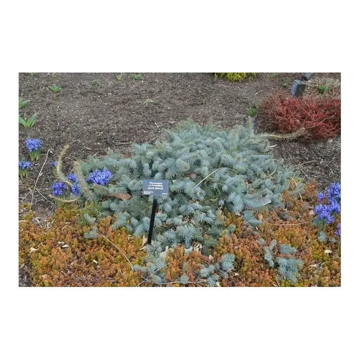 Picea Pungens 'procumbens' - View 35 from www redcrocus com