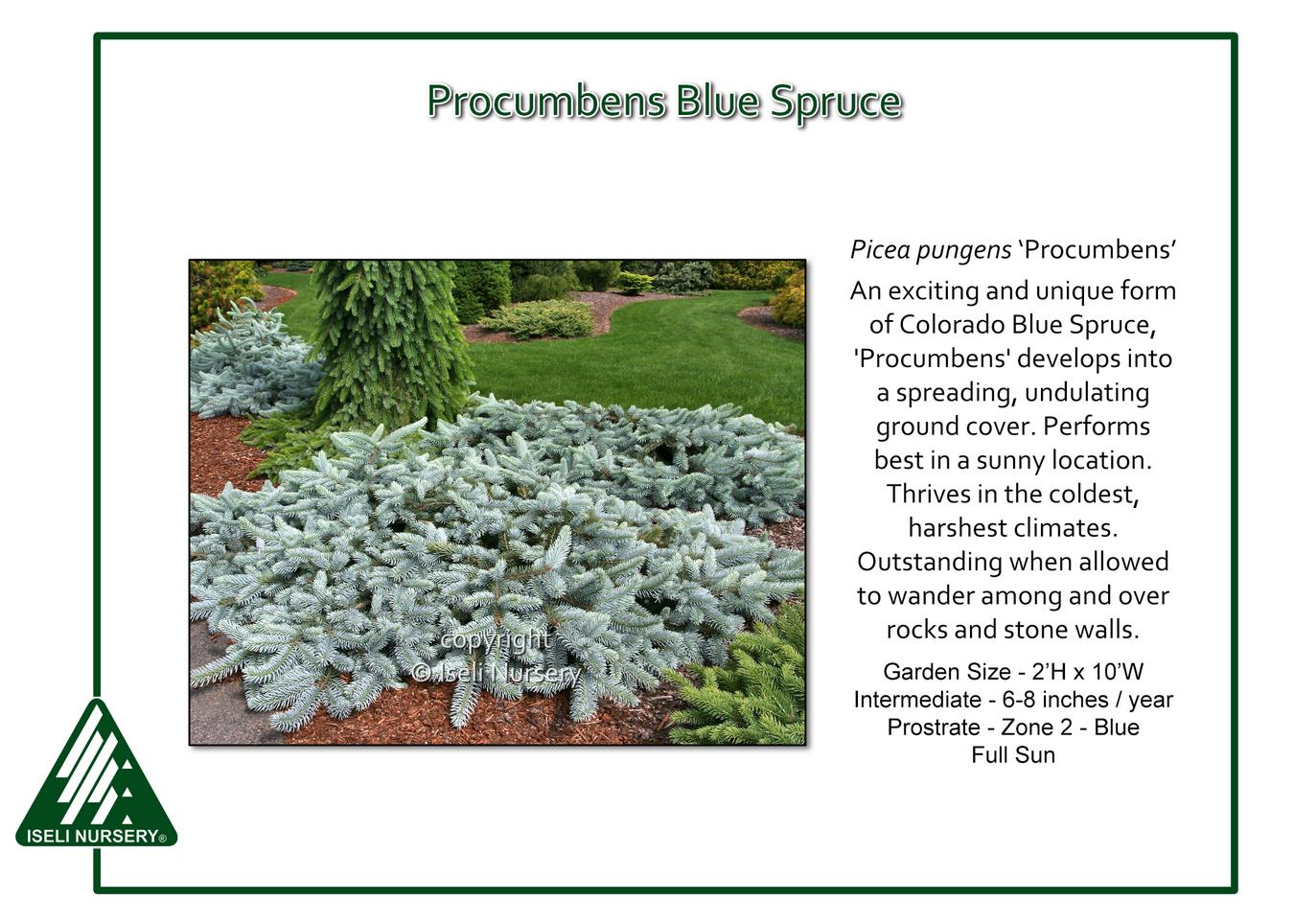 Picea Pungens 'procumbens' - View 3 from www redcrocus com