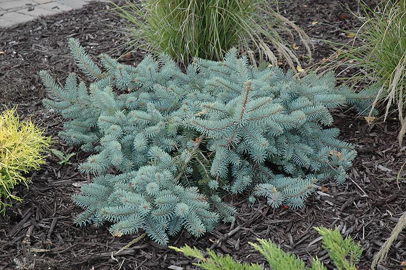 Picea Pungens 'procumbens' - View 5 from www redcrocus com