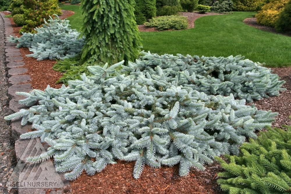 Picea Pungens 'procumbens' - View 8 from www redcrocus com
