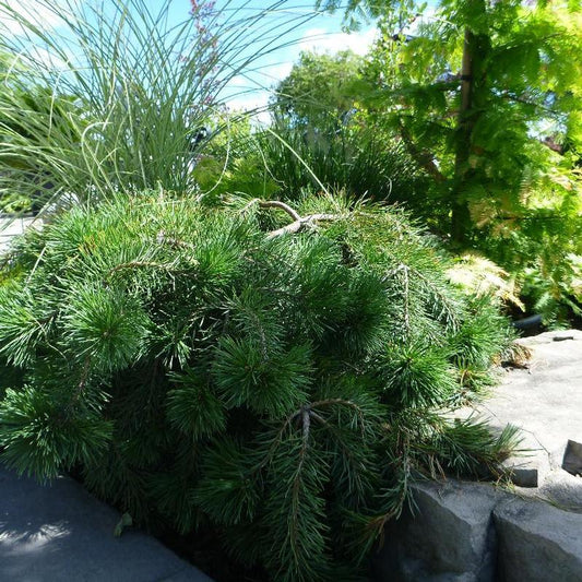 Pinus Sylvestris Hillside Creeper - View 10 from www redcrocus com