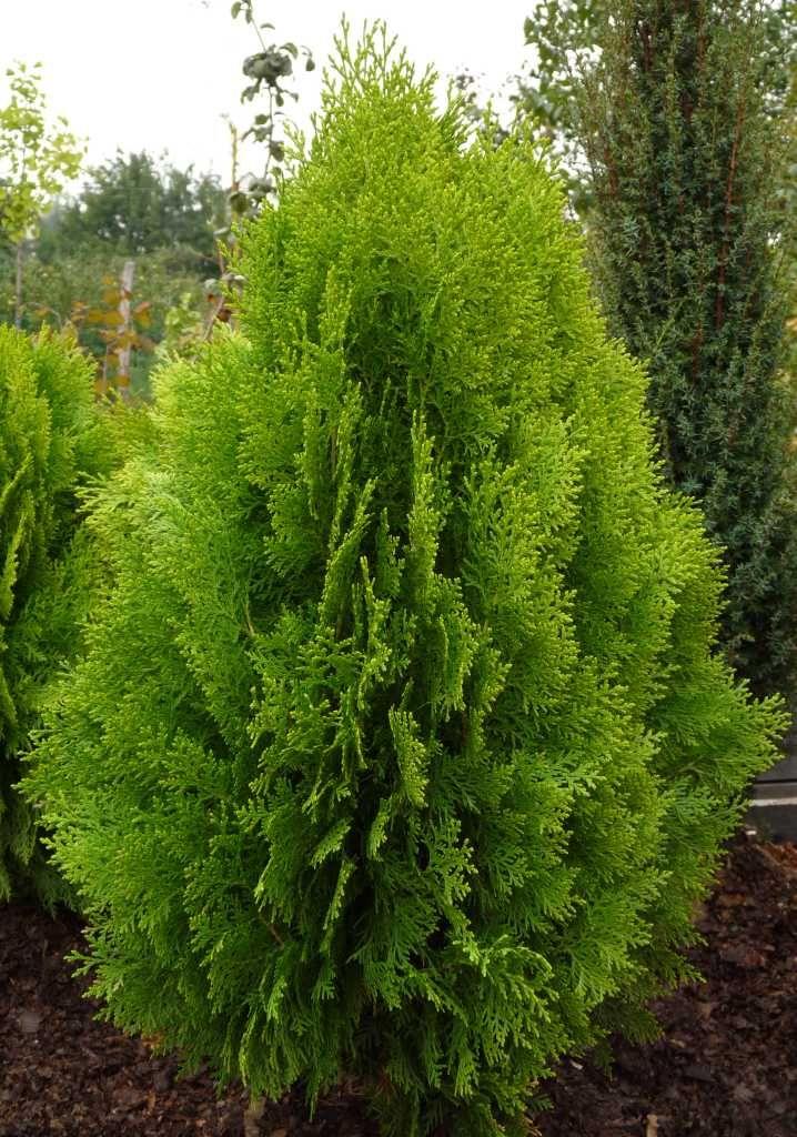 Thuja Orientalis Sunlight - View 14 from www redcrocus com