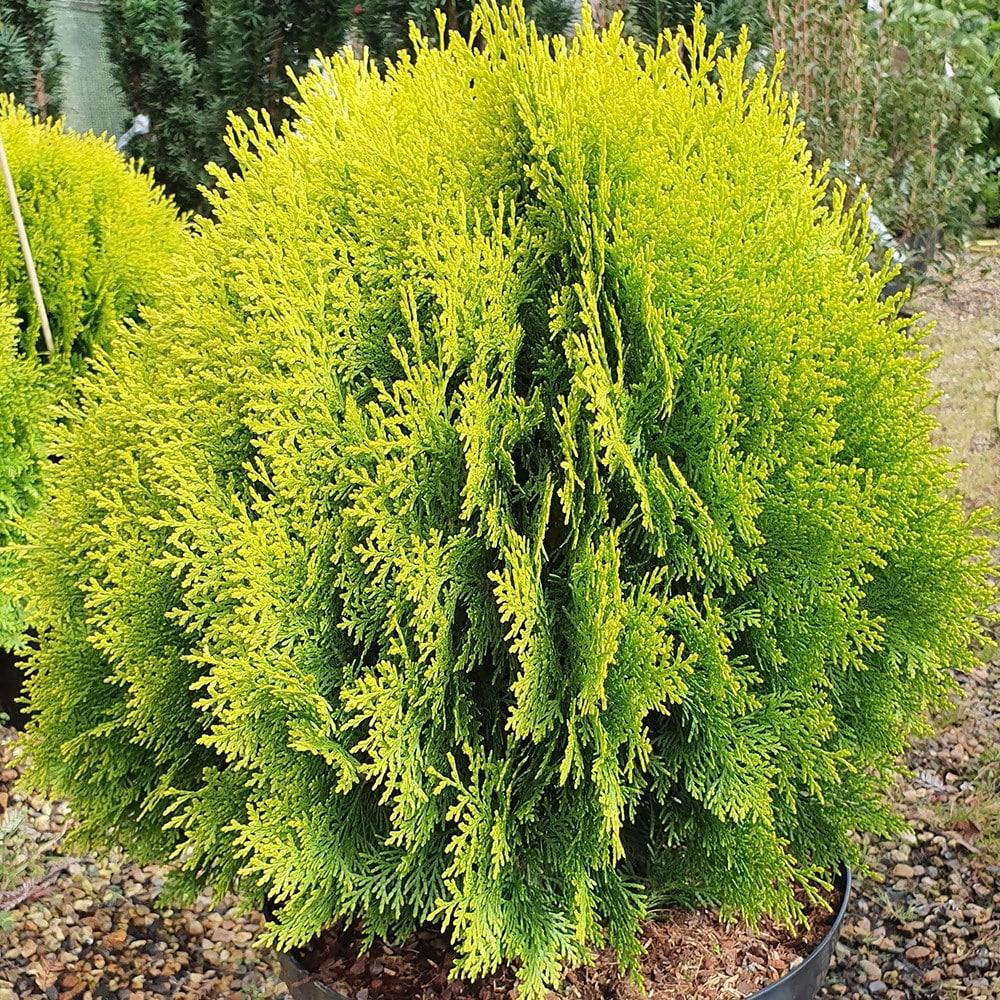 Thuja Orientalis Sunlight - View 15 from www redcrocus com