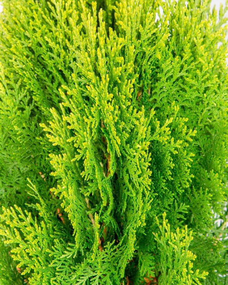 Thuja Orientalis Sunlight - View 16 from www redcrocus com