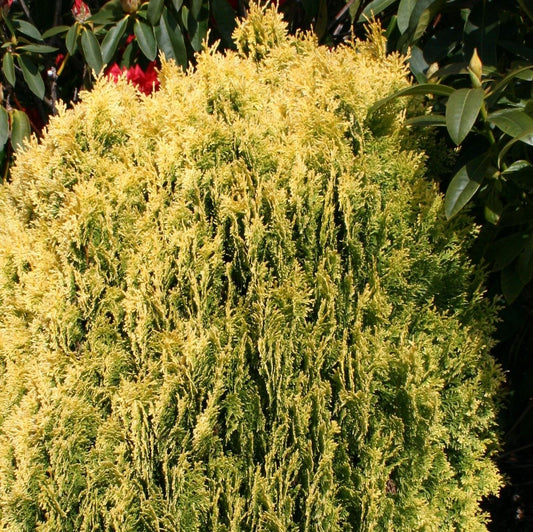 Thuja Orientalis Sunlight - View 1 from www redcrocus com