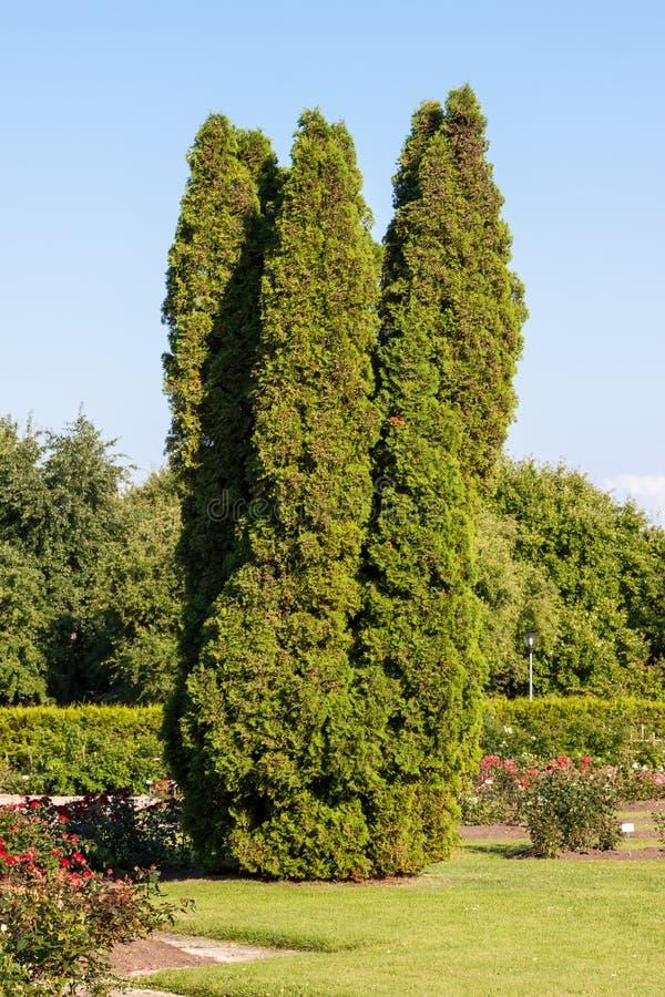 Thuja Orientalis Sunlight - View 2 from www redcrocus com