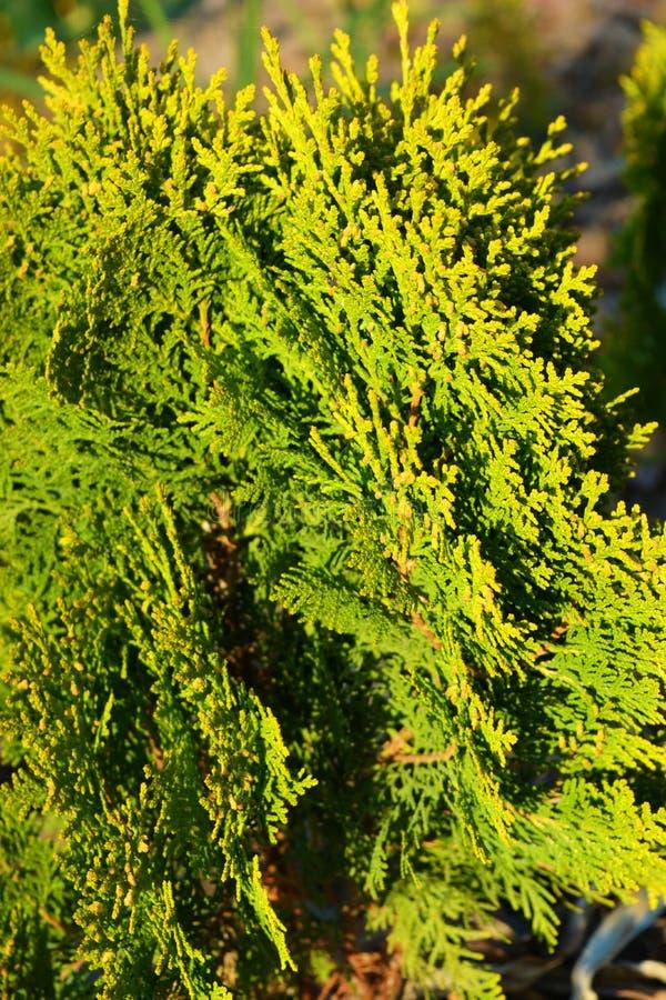 Thuja Orientalis Sunlight - View 4 from www redcrocus com