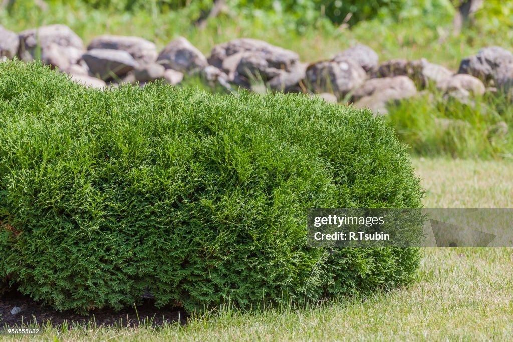 Thuja Orientalis Sunlight - View 8 from www redcrocus com