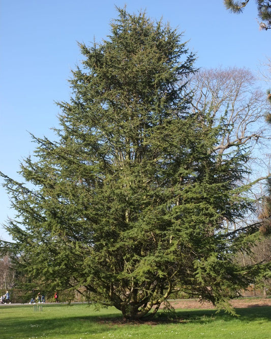 Cedrus Libani Stenocoma - View 10 from www redcrocus com