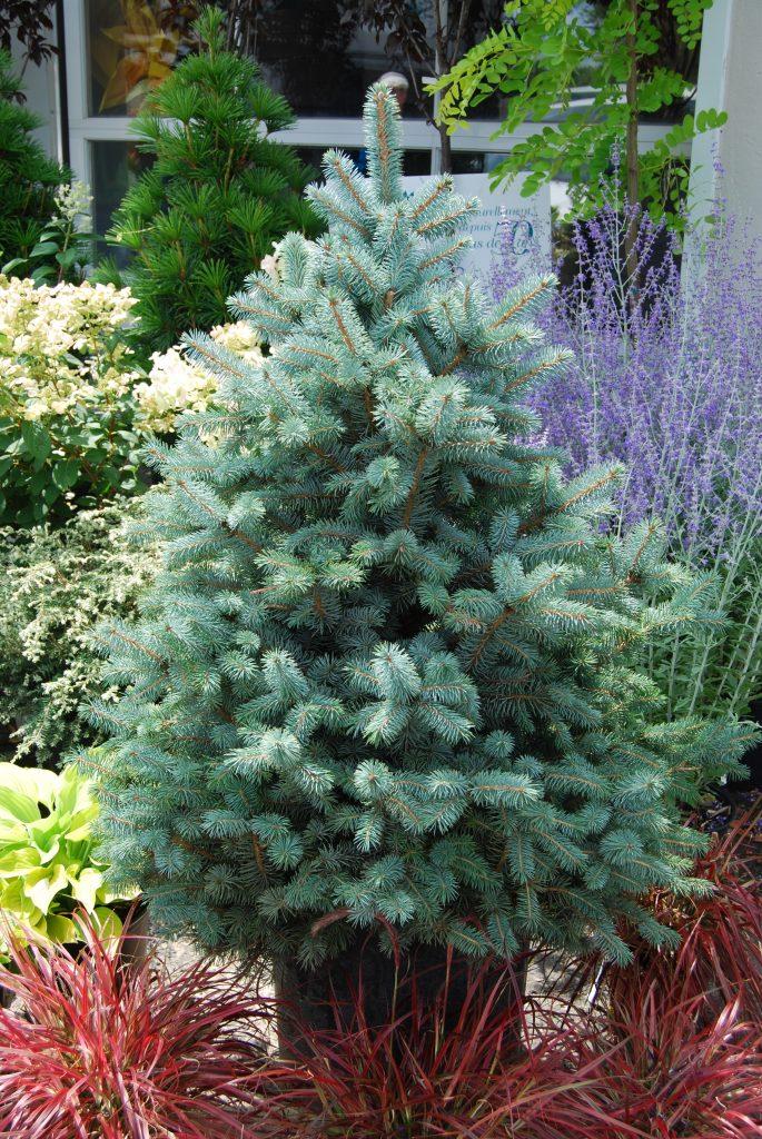 Picea Pungens Glauca Baby Blue - View 11 from www redcrocus com