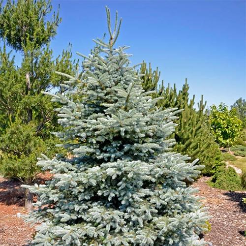 Picea Pungens Glauca Baby Blue - View 17 from www redcrocus com