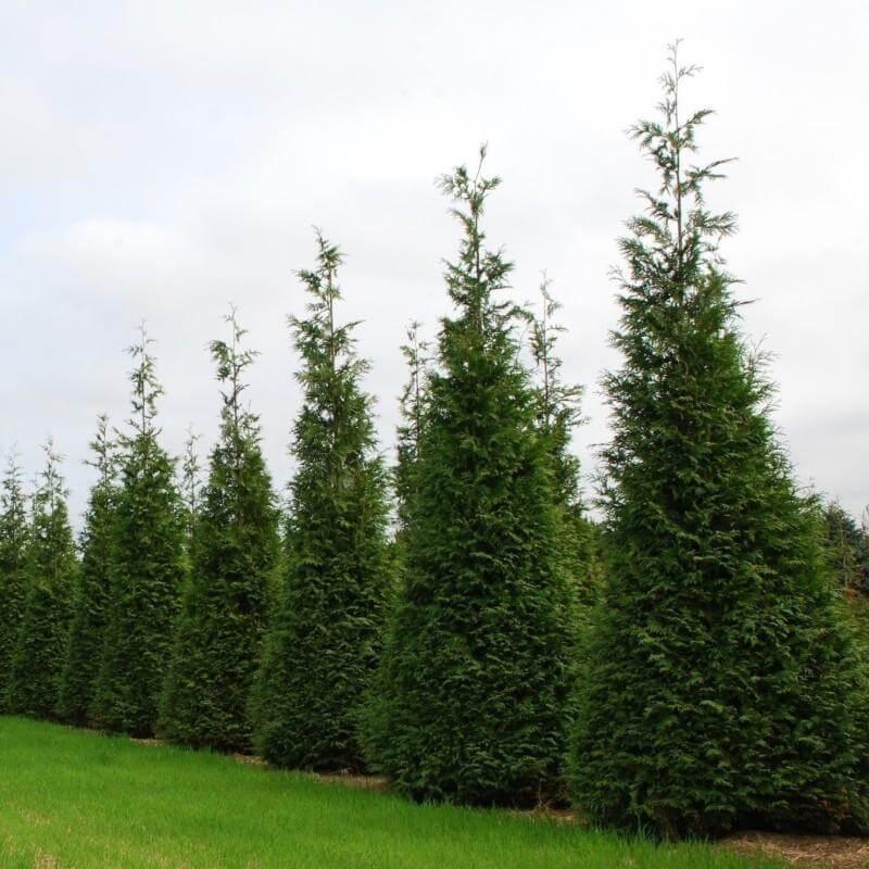 Thuja Occidentalis 'wintergreen' - View 10 from www redcrocus com
