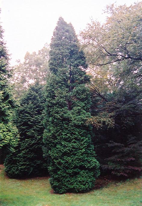 Thuja Occidentalis 'wintergreen' - View 12 from www redcrocus com
