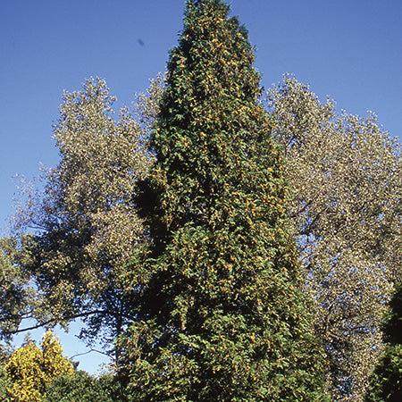 Thuja Occidentalis 'wintergreen' - View 15 from www redcrocus com