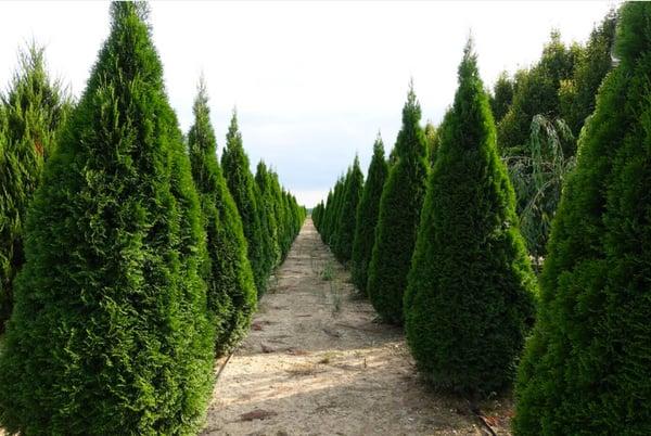 Thuja Occidentalis 'wintergreen' - View 16 from www redcrocus com