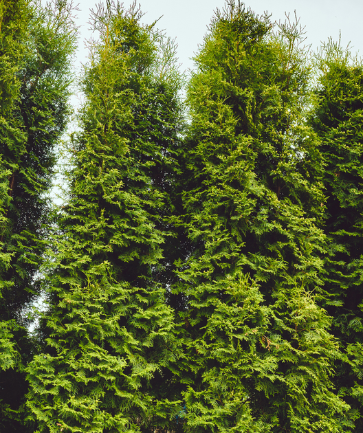 Thuja Occidentalis 'wintergreen' - View 23 from www redcrocus com