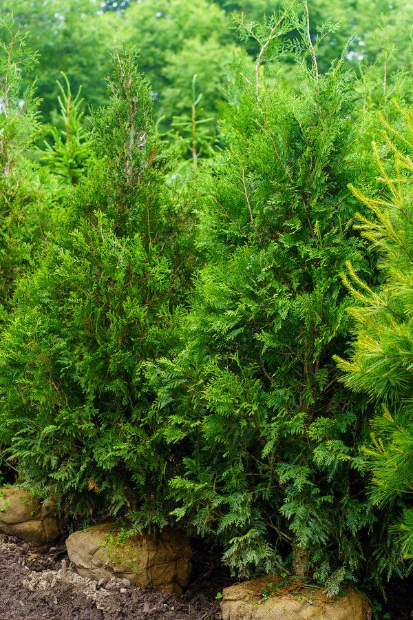 Thuja Occidentalis 'wintergreen' - View 25 from www redcrocus com
