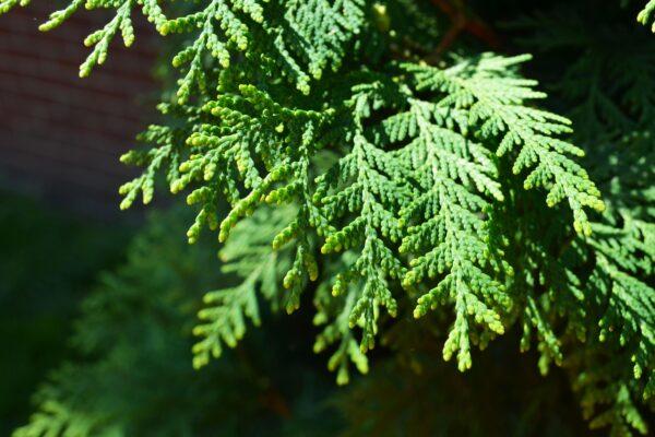 Thuja Occidentalis 'wintergreen' - View 28 from www redcrocus com
