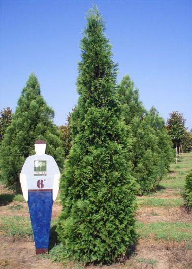 Thuja Occidentalis 'wintergreen' - View 32 from www redcrocus com