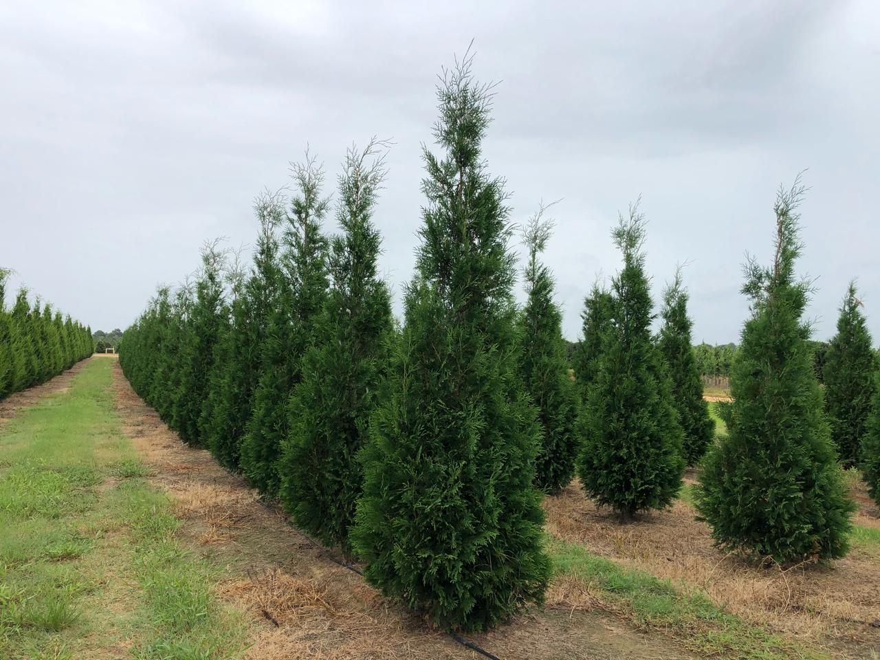 Thuja Occidentalis 'wintergreen' - View 5 from www redcrocus com