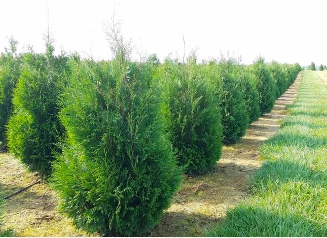 Thuja Occidentalis 'wintergreen' - View 6 from www redcrocus com