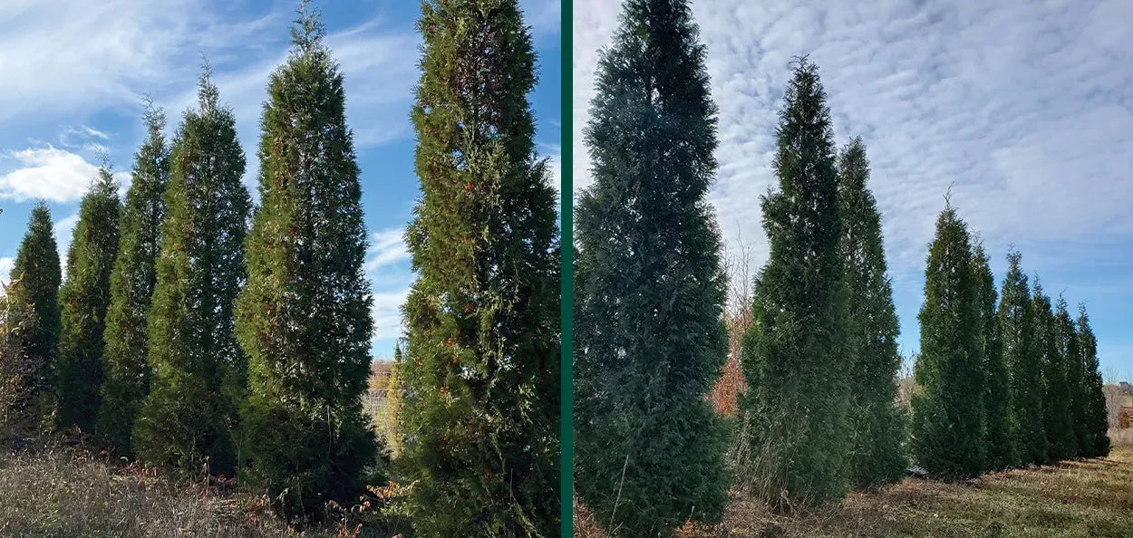 Thuja Occidentalis 'wintergreen' - View 7 from www redcrocus com