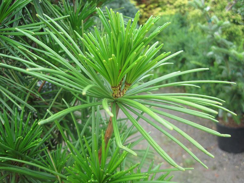 Sciadopitys Verticillata Joe Kozey - View 10 from www redcrocus com
