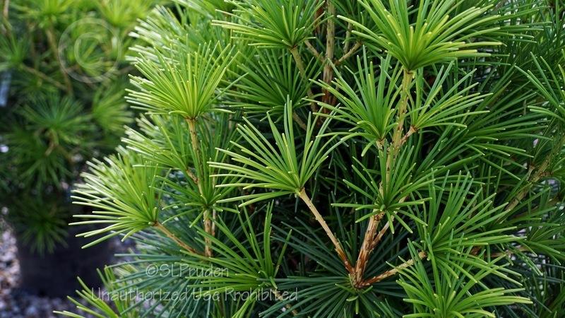 Sciadopitys Verticillata Joe Kozey - View 11 from www redcrocus com