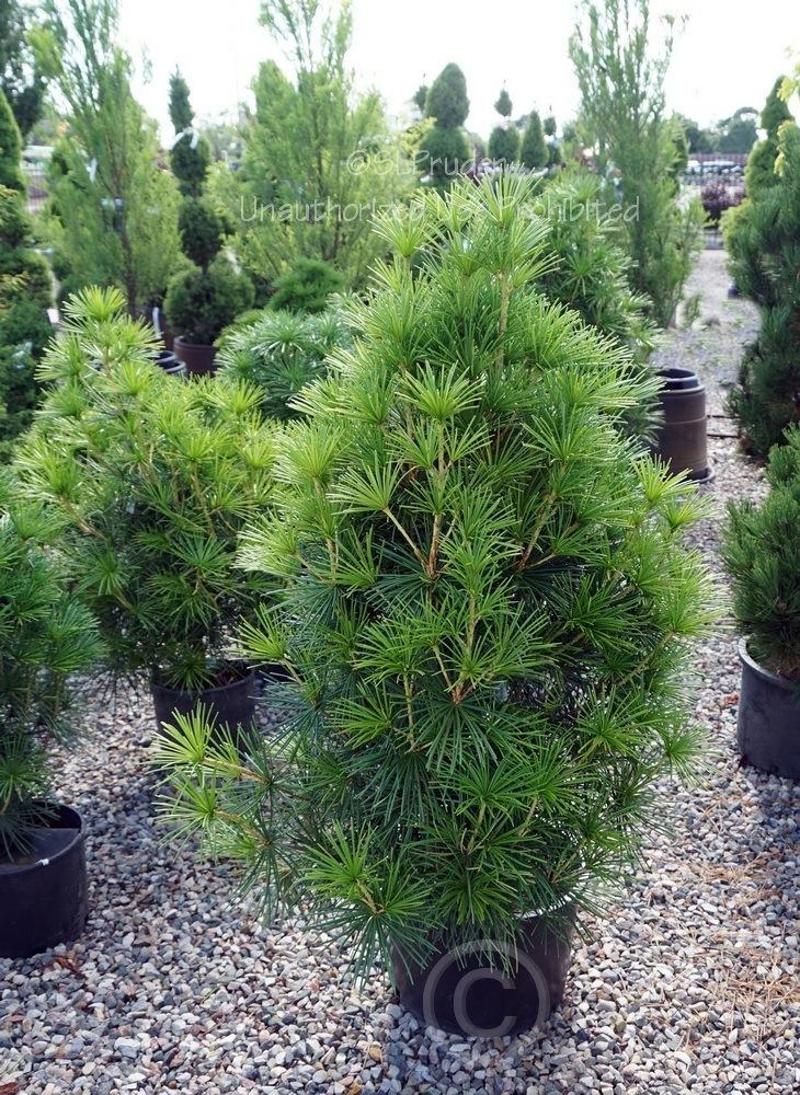 Sciadopitys Verticillata Joe Kozey - View 13 from www redcrocus com