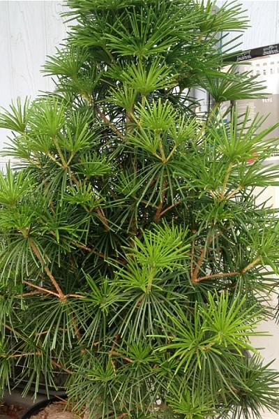Sciadopitys Verticillata Joe Kozey - View 15 from www redcrocus com