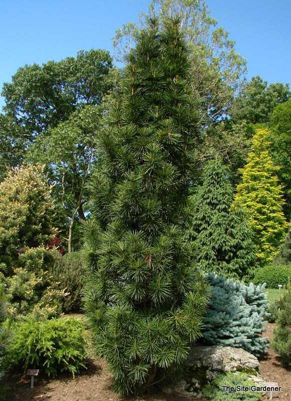 Sciadopitys Verticillata Joe Kozey - View 4 from www redcrocus com