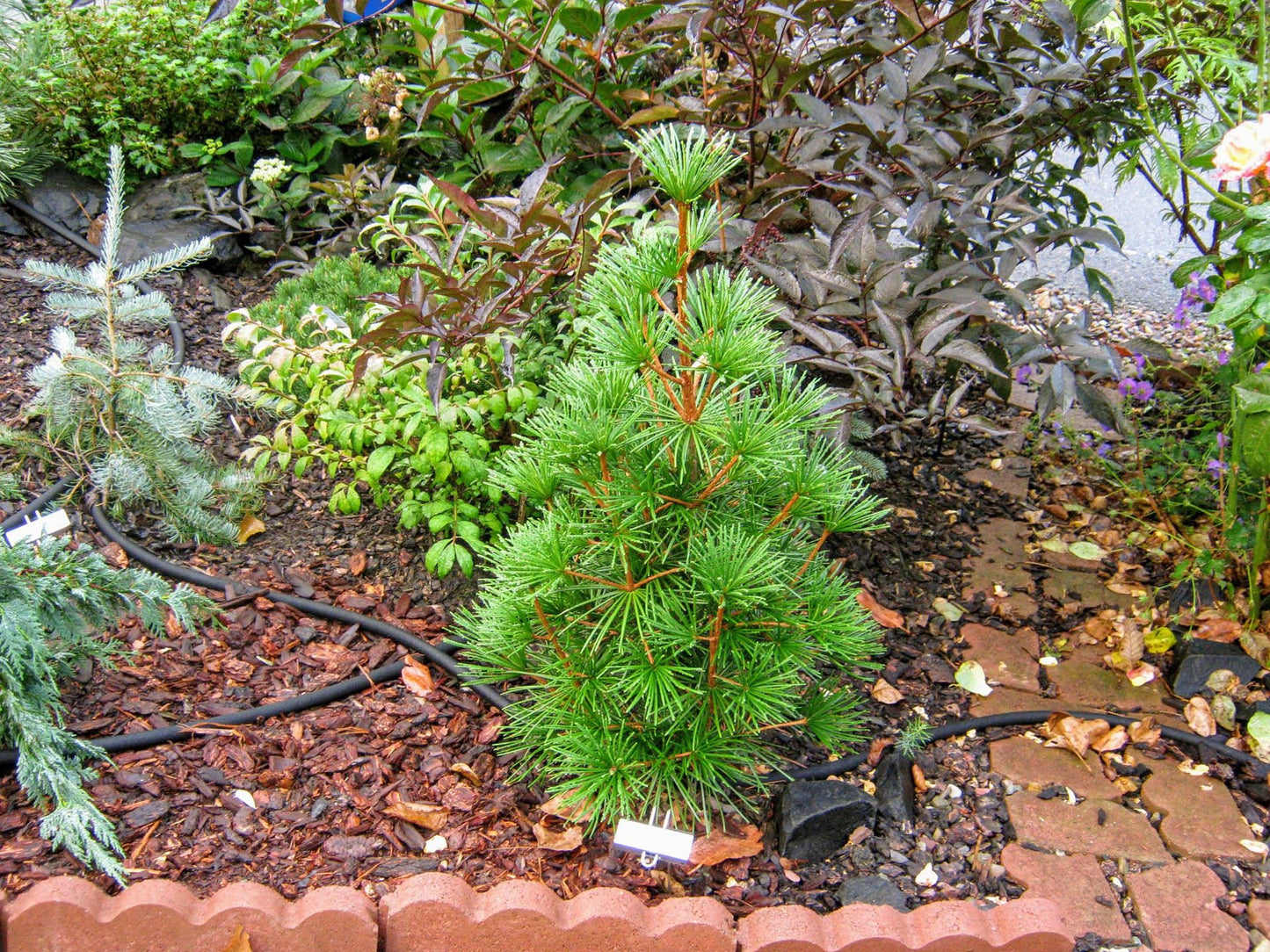 Sciadopitys Verticillata Joe Kozey - View 6 from www redcrocus com