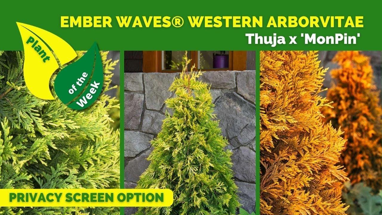 Thuja Occidentalis Ember Waves - View 11 from www redcrocus com