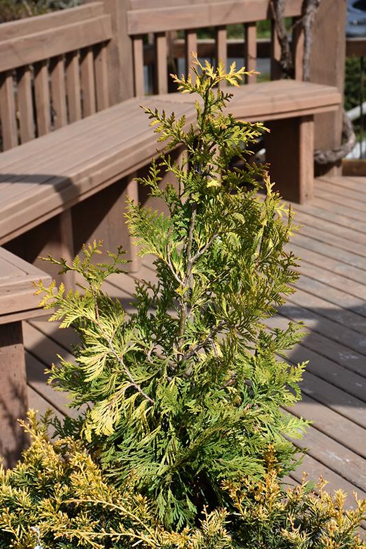Thuja Occidentalis Ember Waves - View 15 from www redcrocus com