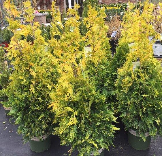 Thuja Occidentalis Ember Waves - View 16 from www redcrocus com
