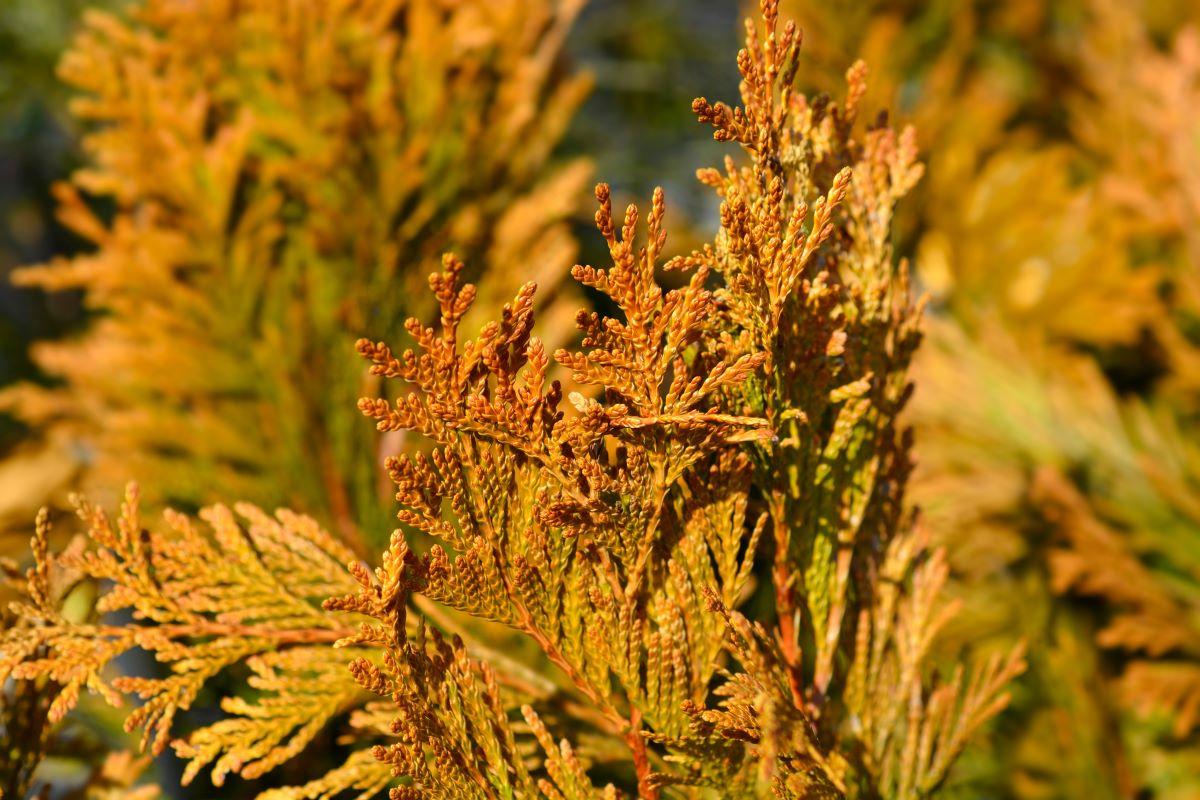 Thuja Occidentalis Ember Waves - View 4 from www redcrocus com