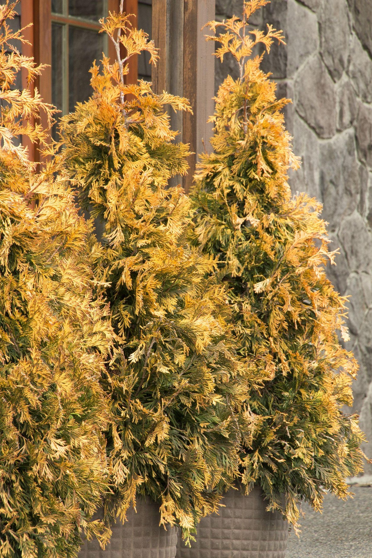 Thuja Occidentalis Ember Waves - View 5 from www redcrocus com