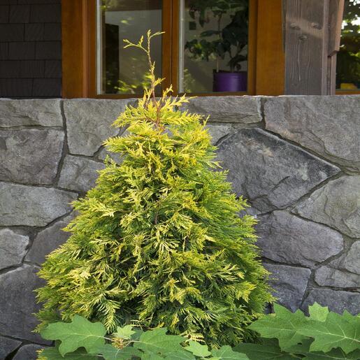 Thuja Occidentalis Ember Waves - View 6 from www redcrocus com