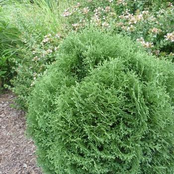 Thuja Occidentalis Ember Waves - View 8 from www redcrocus com