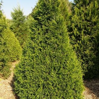 Thuja Occidentalis Ember Waves - View 10 from www redcrocus com