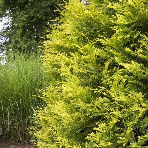 Thuja Occidentalis Ember Waves - View 11 from www redcrocus com