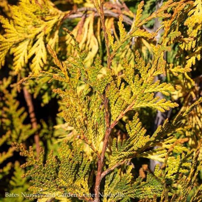 Thuja Occidentalis Ember Waves - View 12 from www redcrocus com