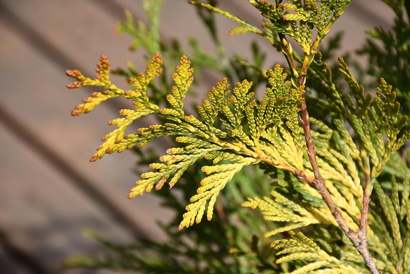 Thuja Occidentalis Ember Waves - View 13 from www redcrocus com