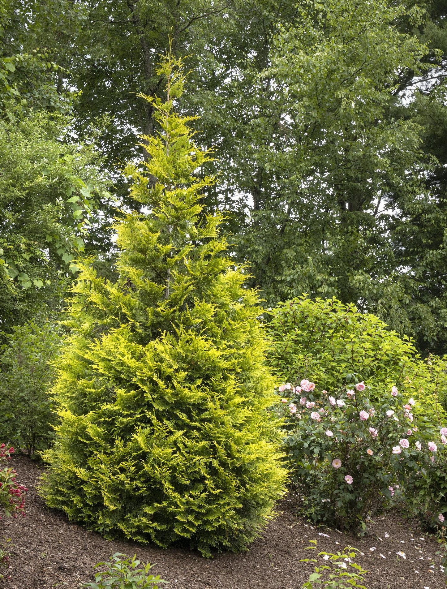 Thuja Occidentalis Ember Waves - View 14 from www redcrocus com