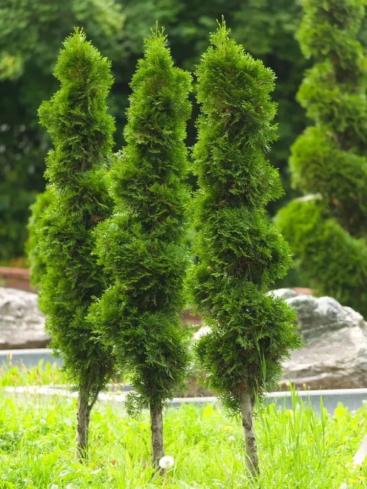 Thuja Occidentalis Ember Waves - View 15 from www redcrocus com