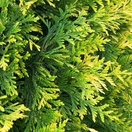 Thuja Occidentalis Ember Waves - View 18 from www redcrocus com
