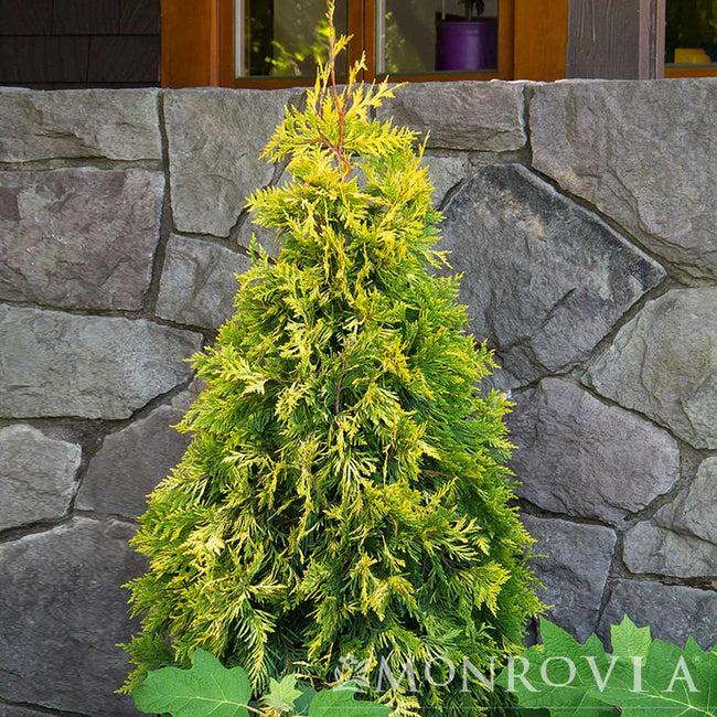 Thuja Occidentalis Ember Waves - View 2 from www redcrocus com