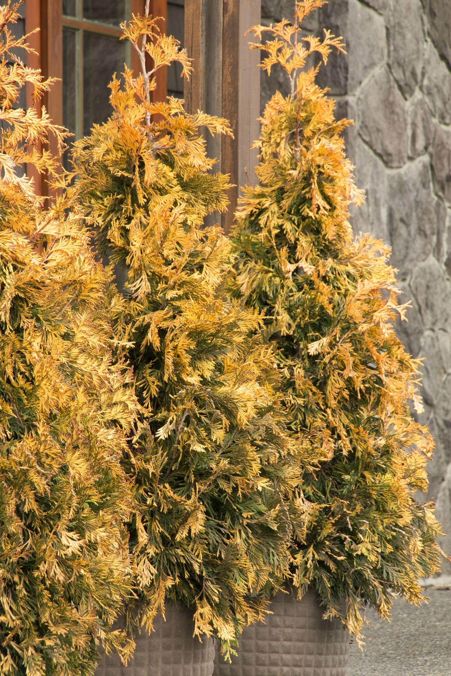 Thuja Occidentalis Ember Waves - View 5 from www redcrocus com